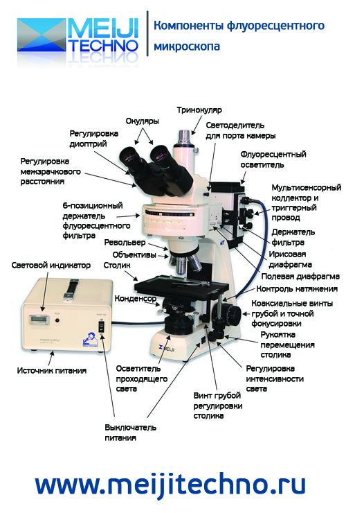 Компоненты флуоресцентного микроскопа